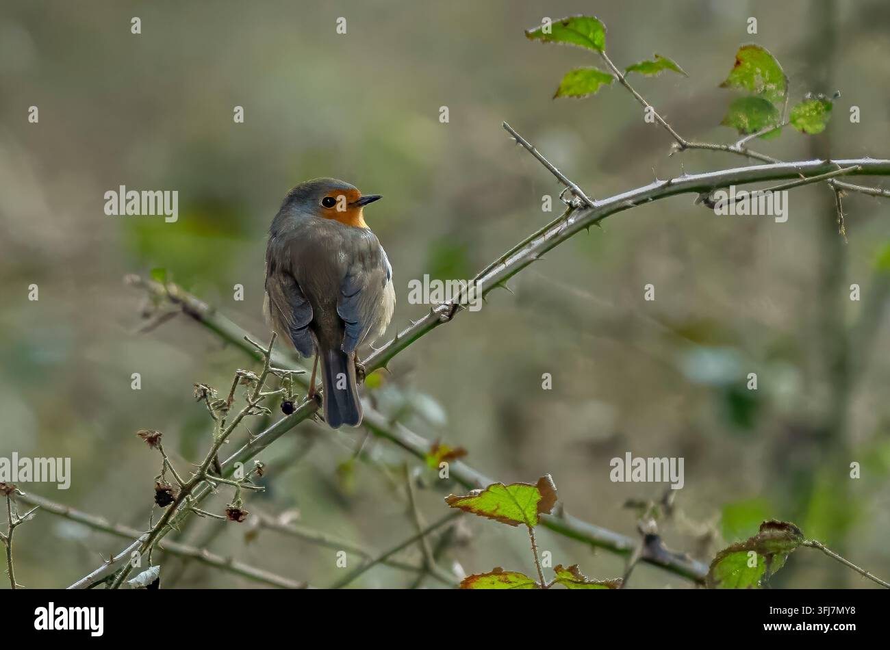 Primo piano di un pettirosso europeo (Erithacus rubecula) appollaiato su un ramo spinoso di rovo, che guarda indietro sopra la spalla su uno sfondo sfocato e morbido Foto Stock