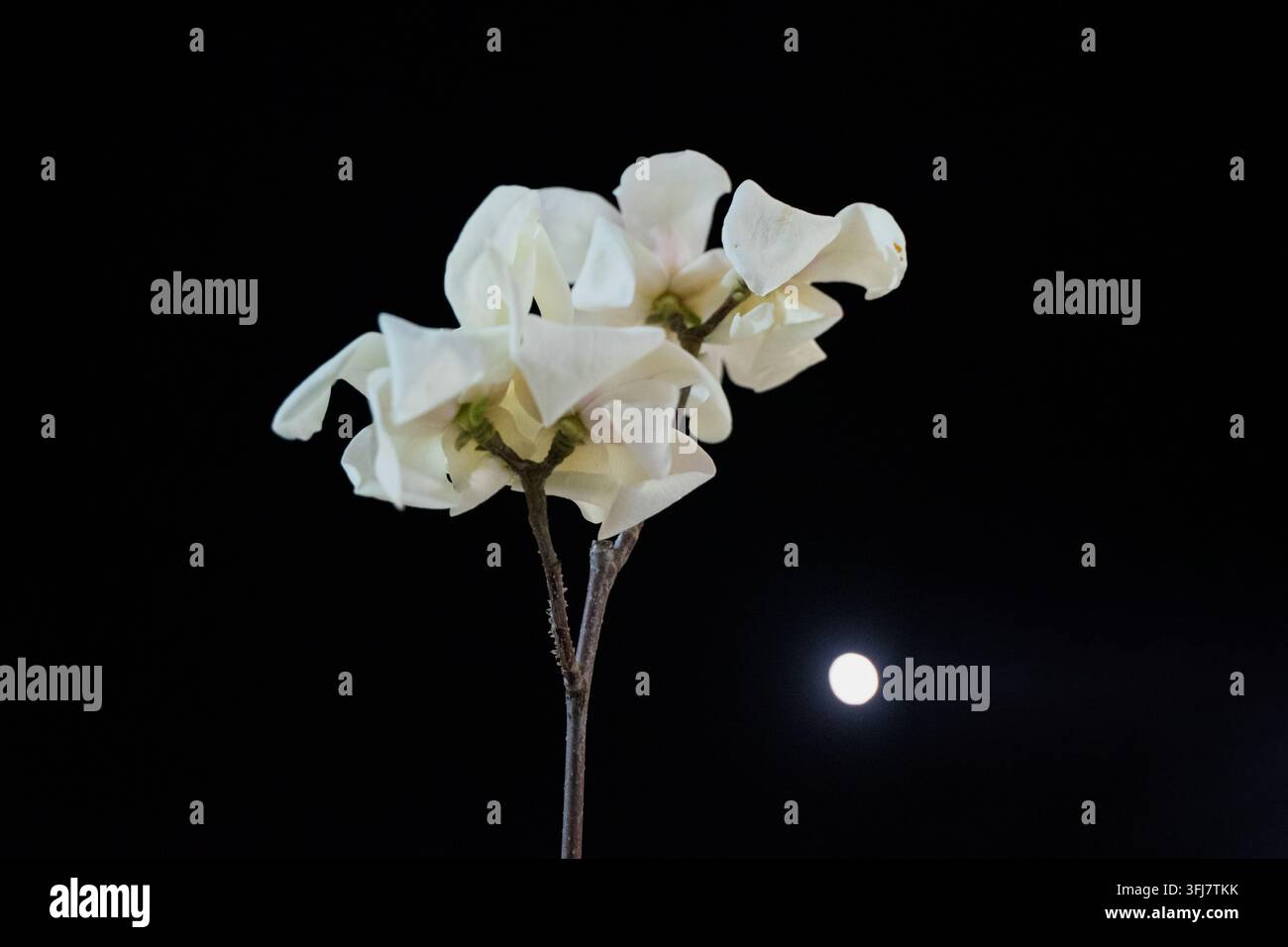 Rami di magnolia di notte con bokeh dell'ombra della luna Foto Stock