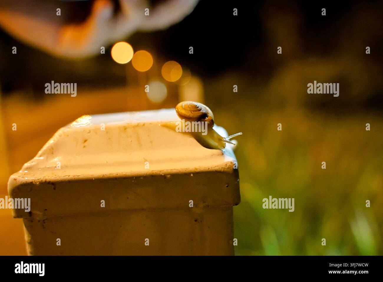 Lumaca su palo stradale sotto il lampione di notte Foto Stock