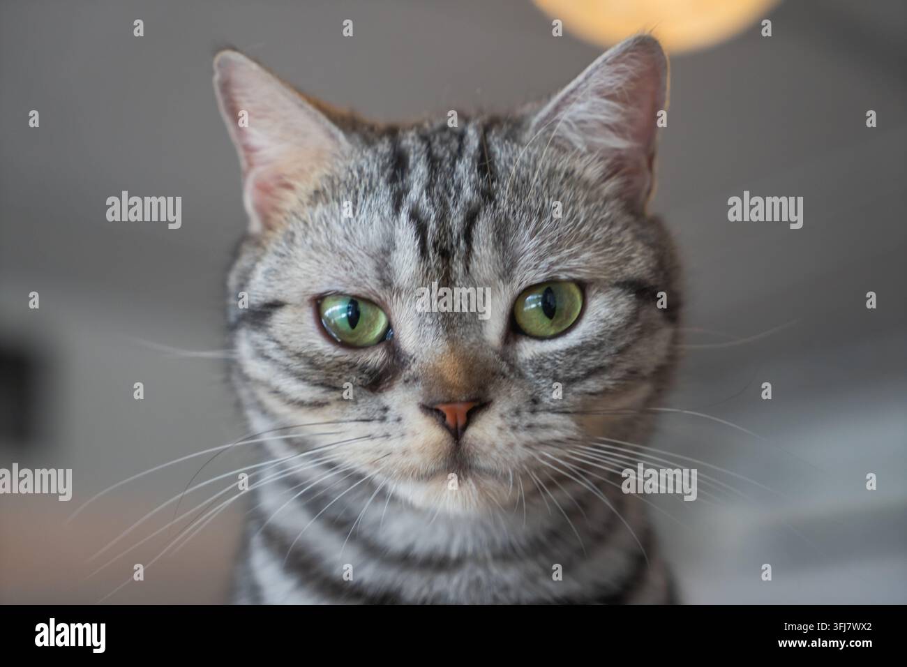 Prima vista del viso di un gatto American Shorthair tabby argentato, vista frontale Foto Stock