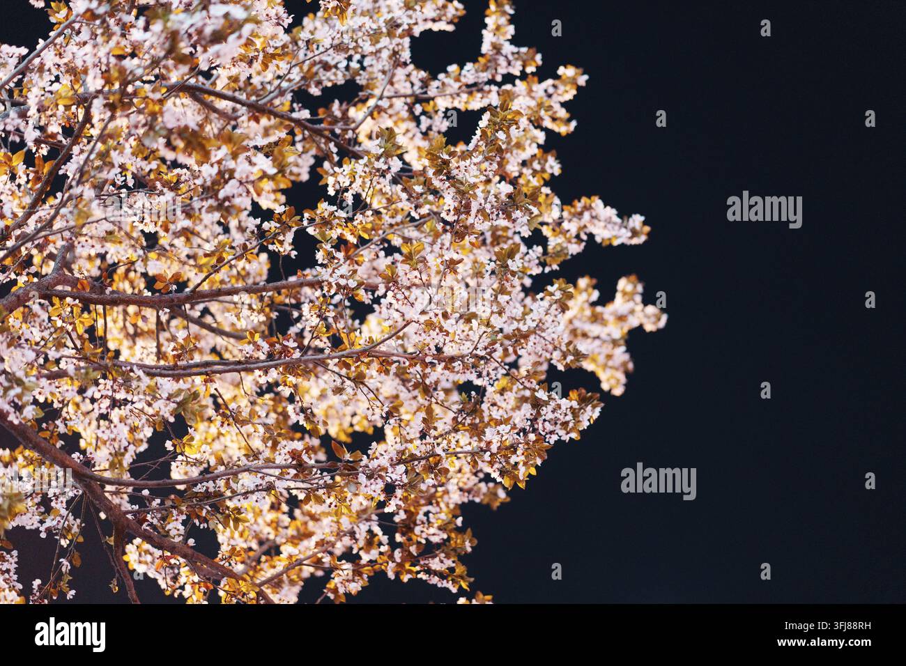 Fiori di ciliegio sul ramo sinistro in piena fioritura in una notte di primavera Foto Stock