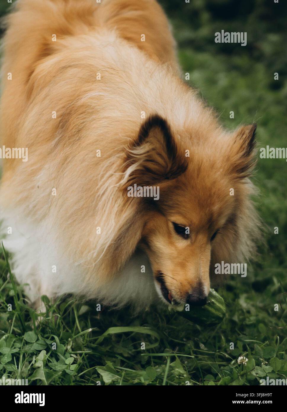 Cane Sheltie che mangia un cetriolo verde fresco sull'erba Foto Stock