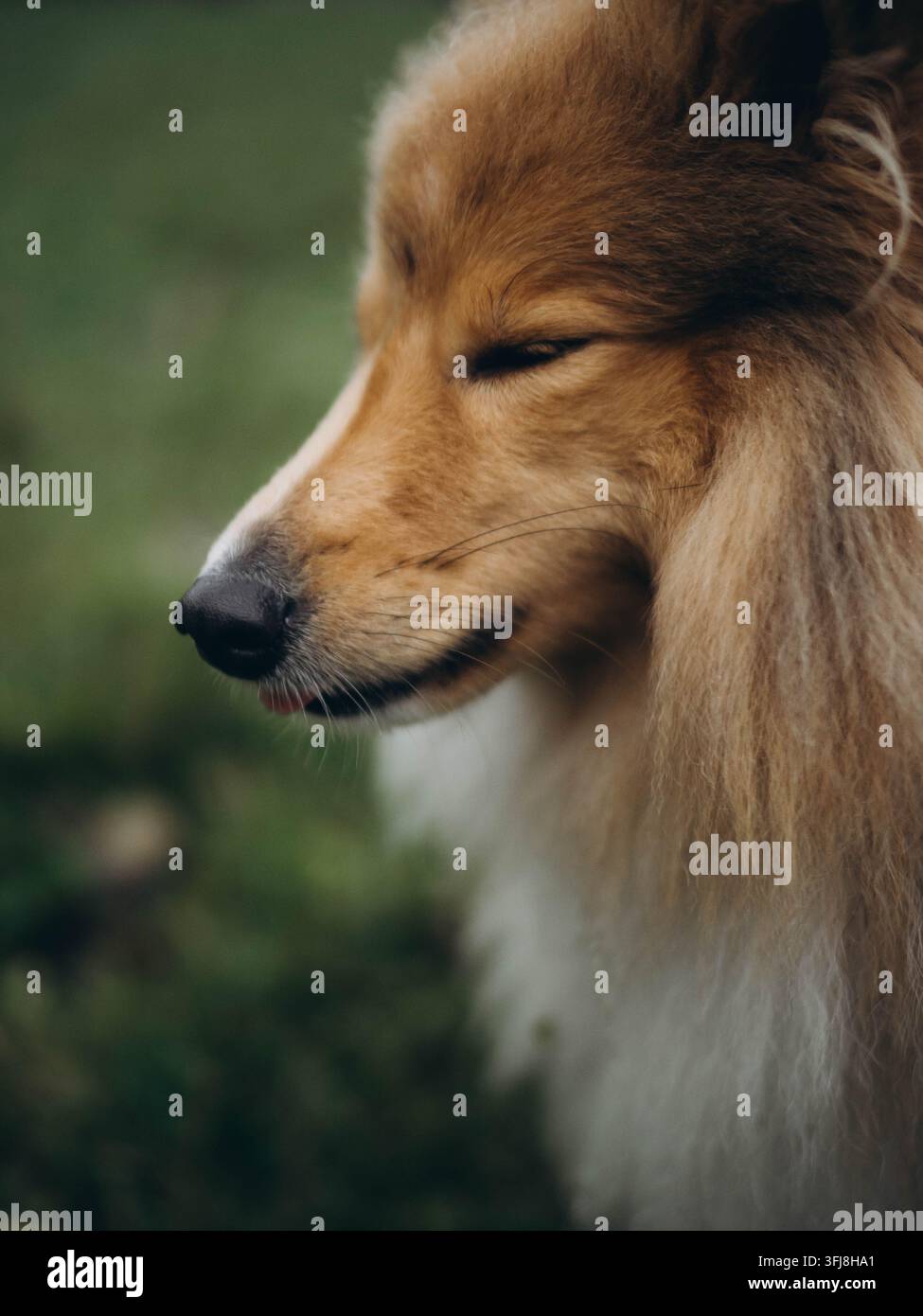 Shetland Sheepdog sereno con gli occhi chiusi, ritratto pacifico di cane di profilo Foto Stock