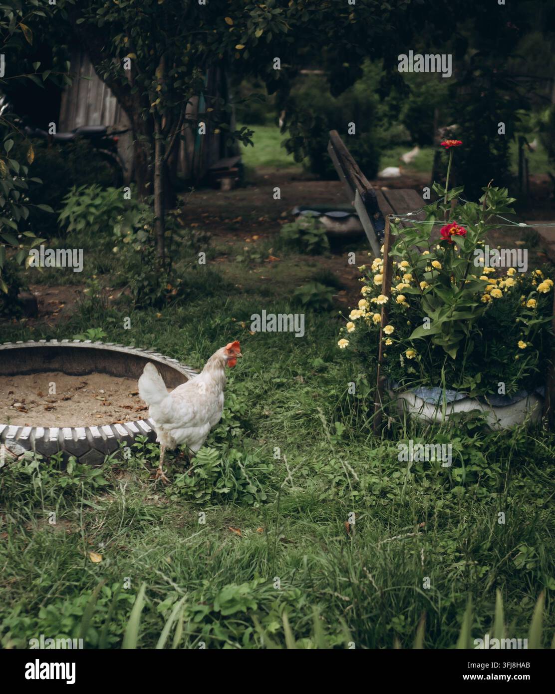 Pollo bianco a libero raggio che cammina in un cortile rustico del villaggio con fiori Foto Stock