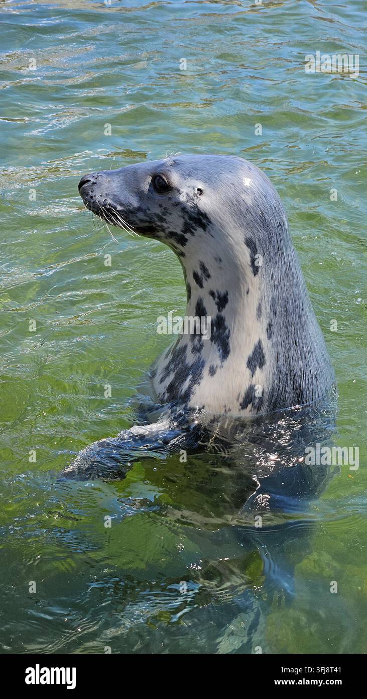 Ritratto verticale in primo piano di un foca grigia selvatica maculata con pelo bagnato che fa sporgere la testa e la pinna da una chiara acqua verde illuminata dal sole. Foto Stock