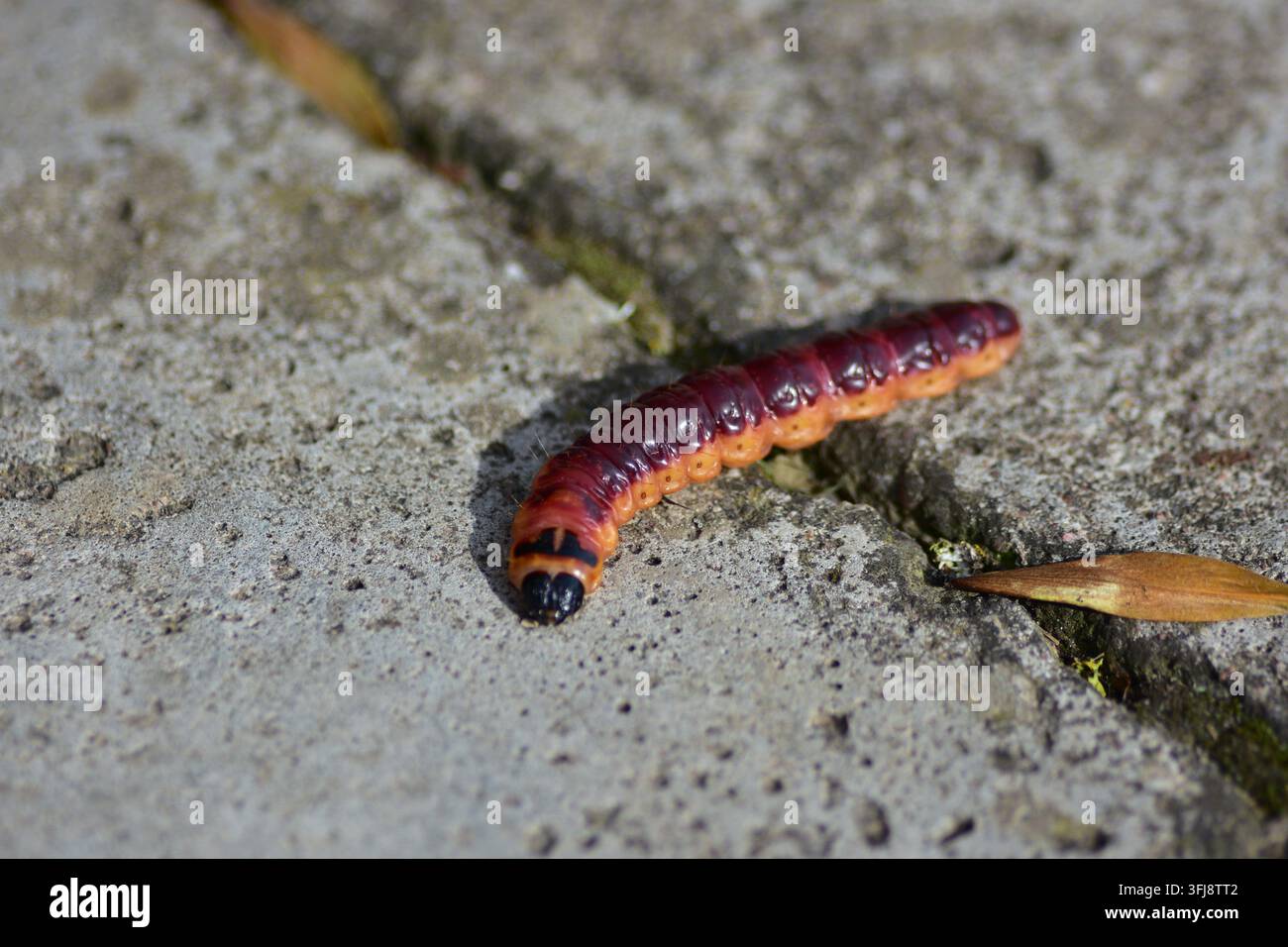 Primo piano di una larva di falena della capra (Cossus cossus) che striscia su una superficie di pietra, mostrando il suo corpo rosso distintivo e la testa nera. Grande bucherino del legno Foto Stock