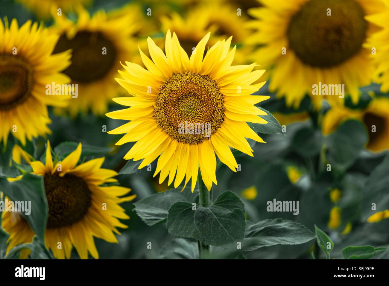 Girasole in fiore circondato da altri fiori in un fitto campo estivo Foto Stock