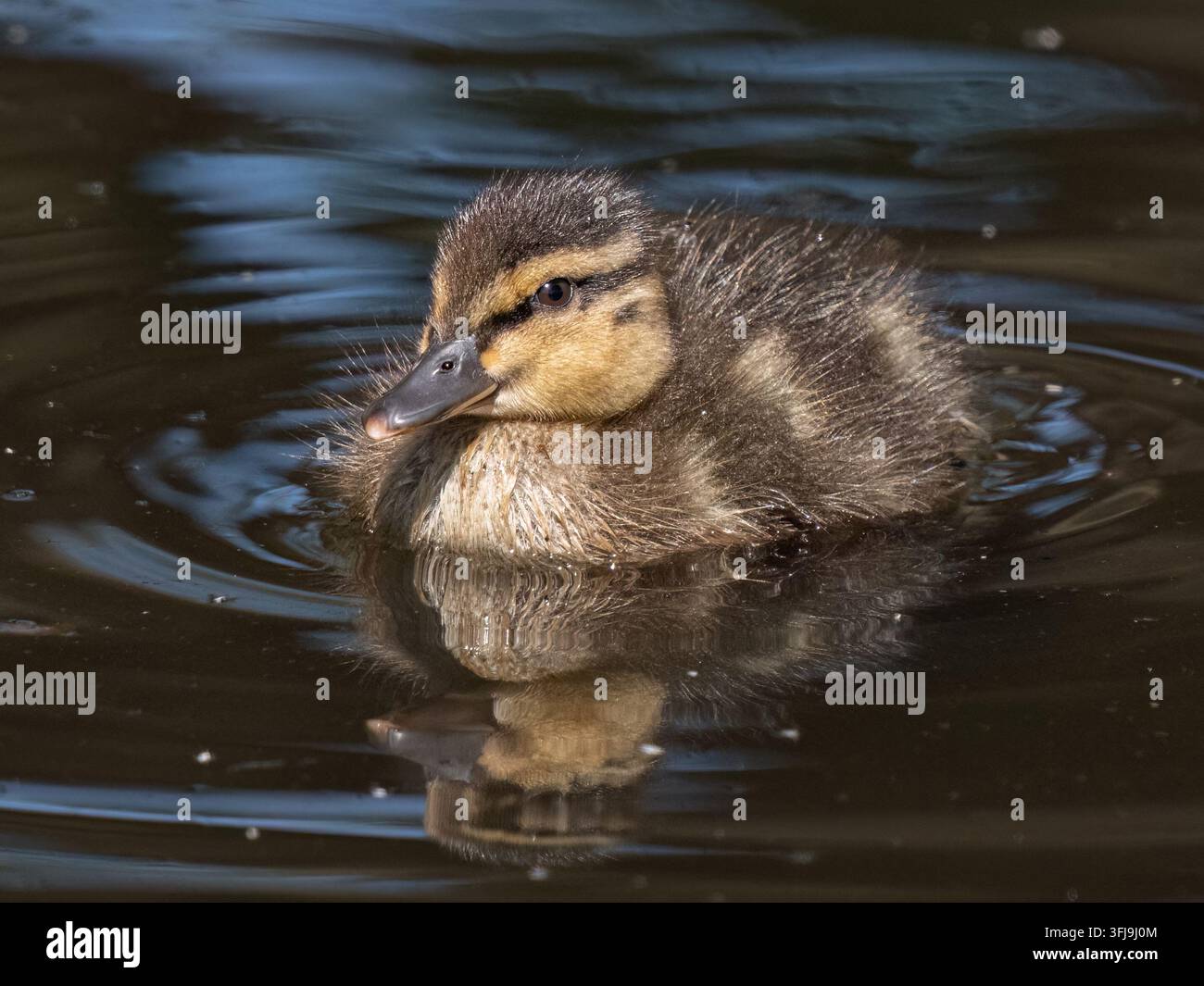 Mallard anatroccolo Foto Stock