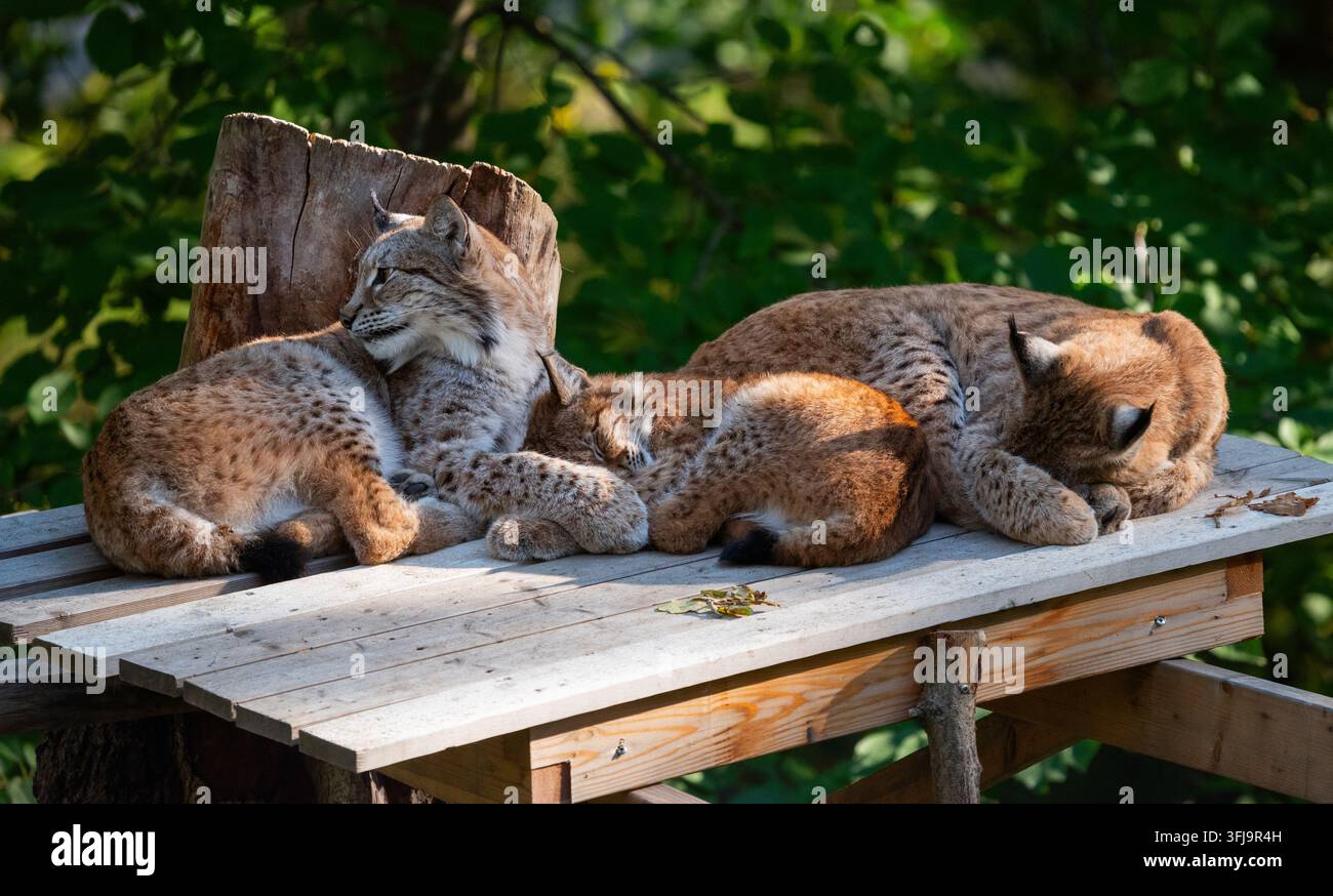 Tre lupi, tra cui un gattino, si riposano insieme su una piattaforma di legno rustica in un recinto boschivo verdeggiante in una giornata soleggiata. Foto Stock