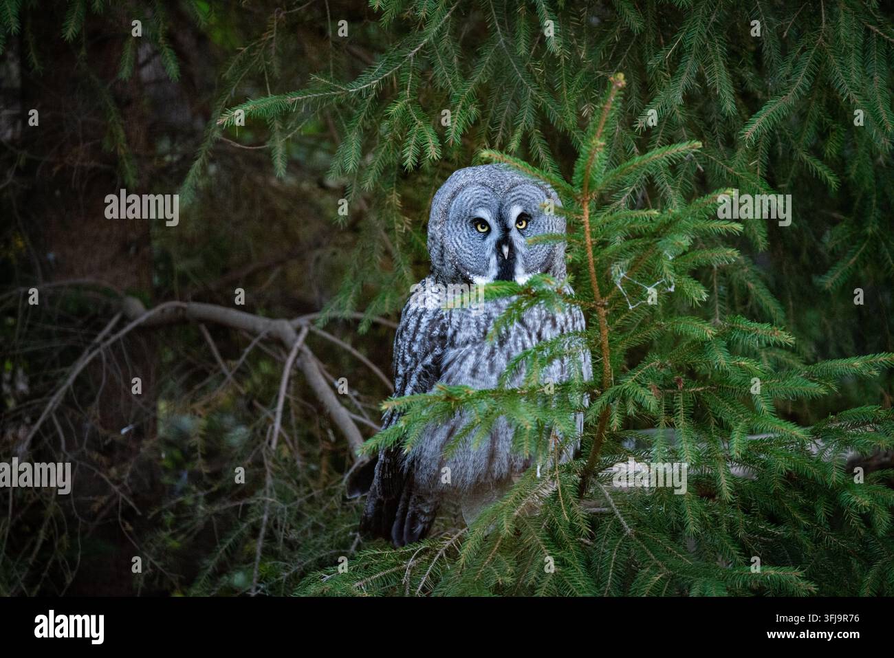 Grande civetta dal cappuccio appollaiata tranquillamente tra rami di abeti verdi e fitti in una foresta oscura, che osserva con grandi occhi gialli. Foto Stock