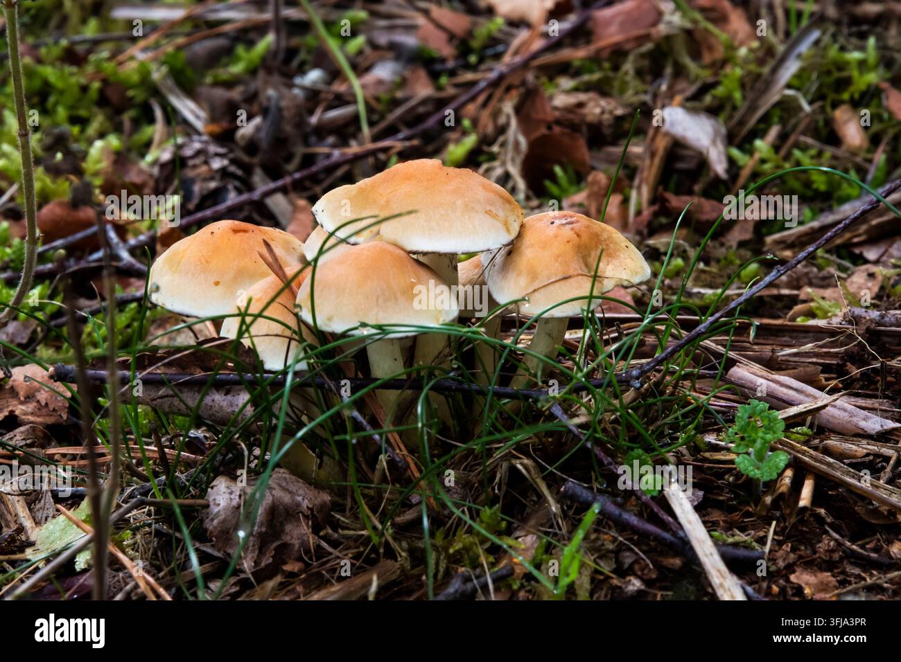 Piccoli funghi che crescono in un bosco del Norfolk. Foto Stock