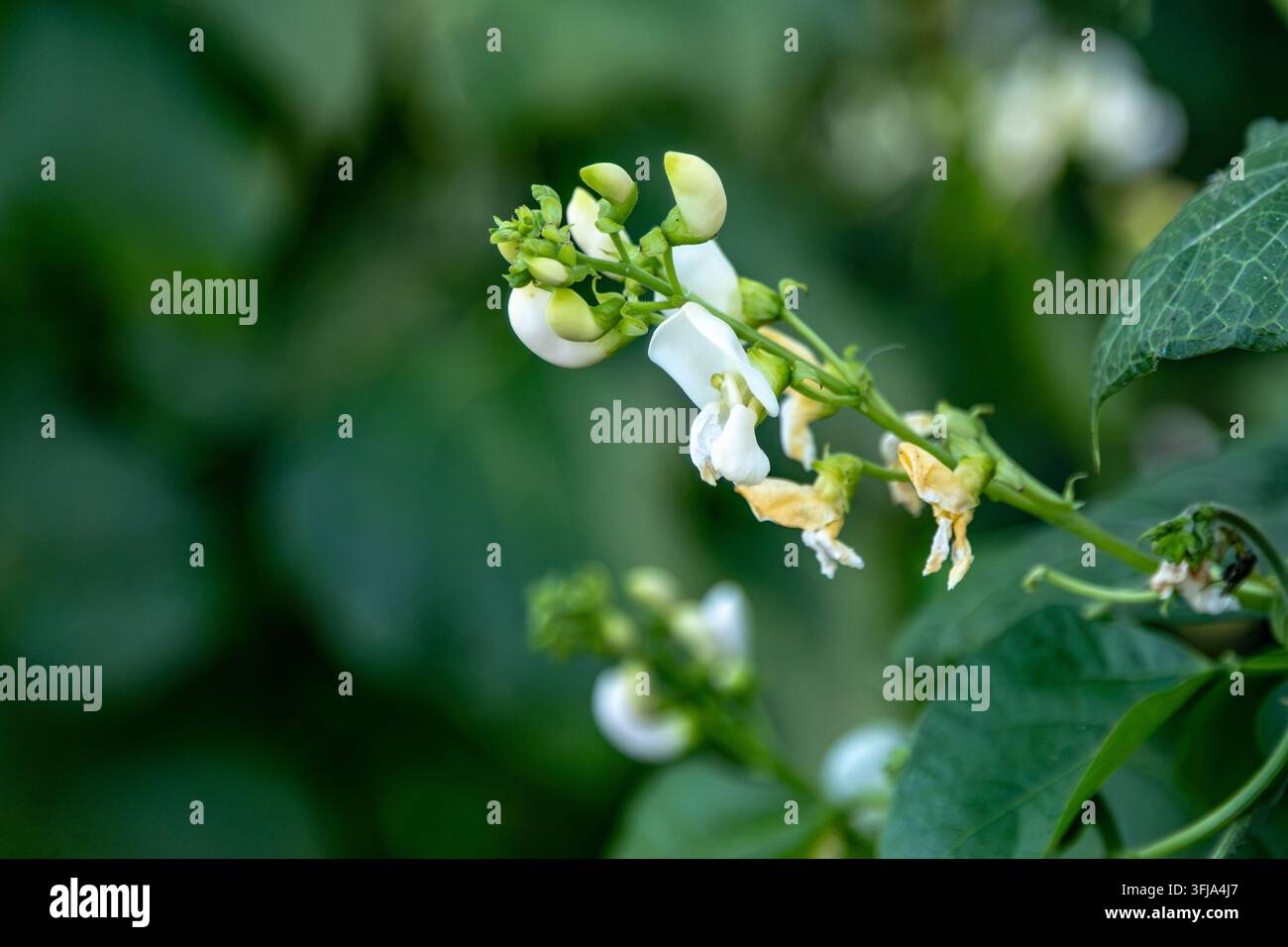 Fiori bianchi del fagiolo comune che crescono su una piantagione di campo in Polonia Foto Stock