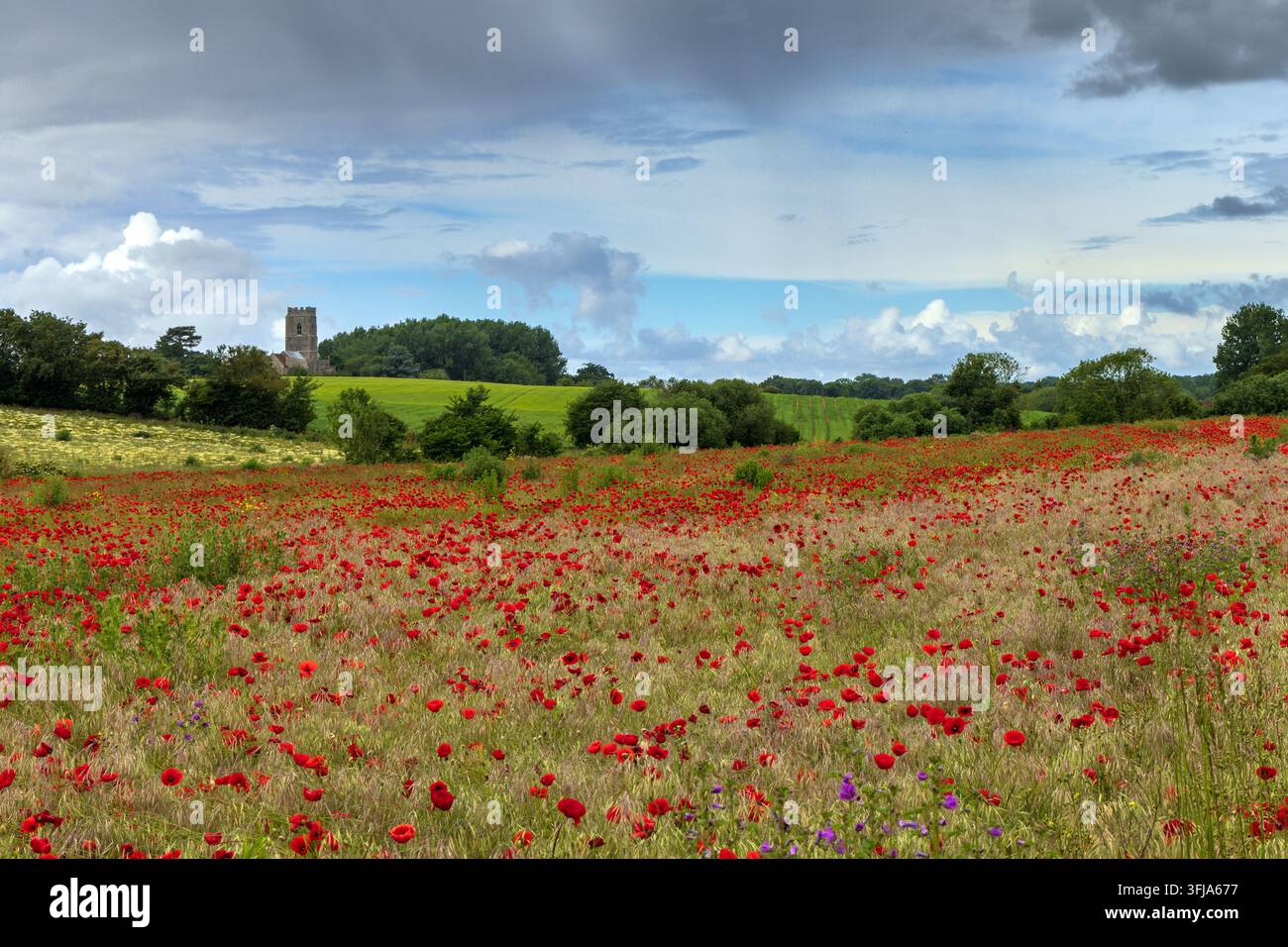 Un campo di papaveri rossi in fiore vicino al villaggio di Kersey nel Suffolk, con la chiesa di Santa Maria in lontananza. Foto Stock