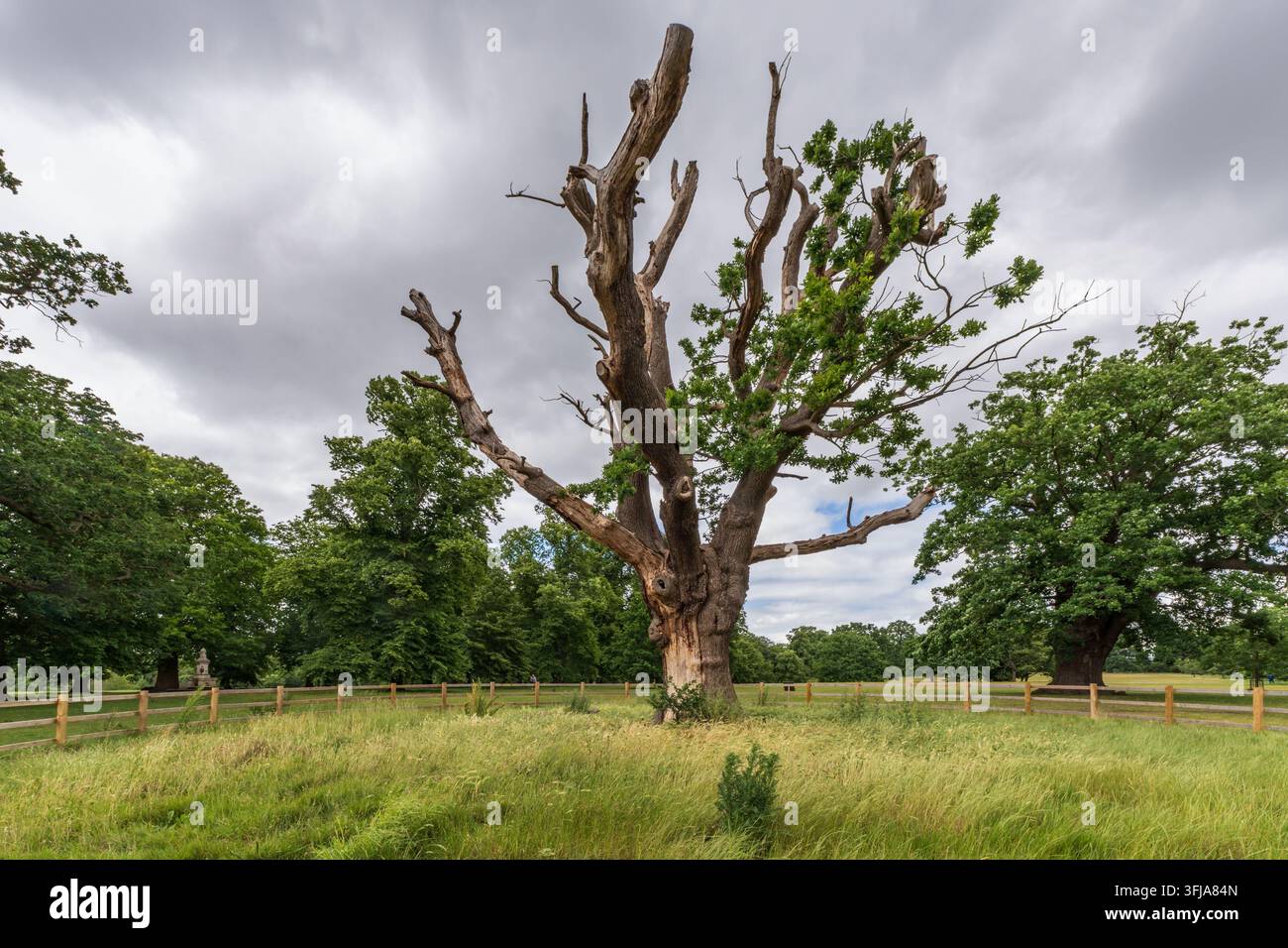 Una quercia veterana o antica parzialmente morta (Quercus robur) all'interno di un recinto recintato al Christchurch Park, Ipswich, Suffolk Foto Stock