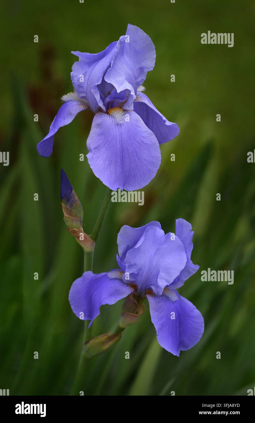 Primo piano di fiori di iris viola in fiore in un giardino con uno sfondo verde sfocato, che mostra petali delicati e vivaci colori primaverili. Foto Stock
