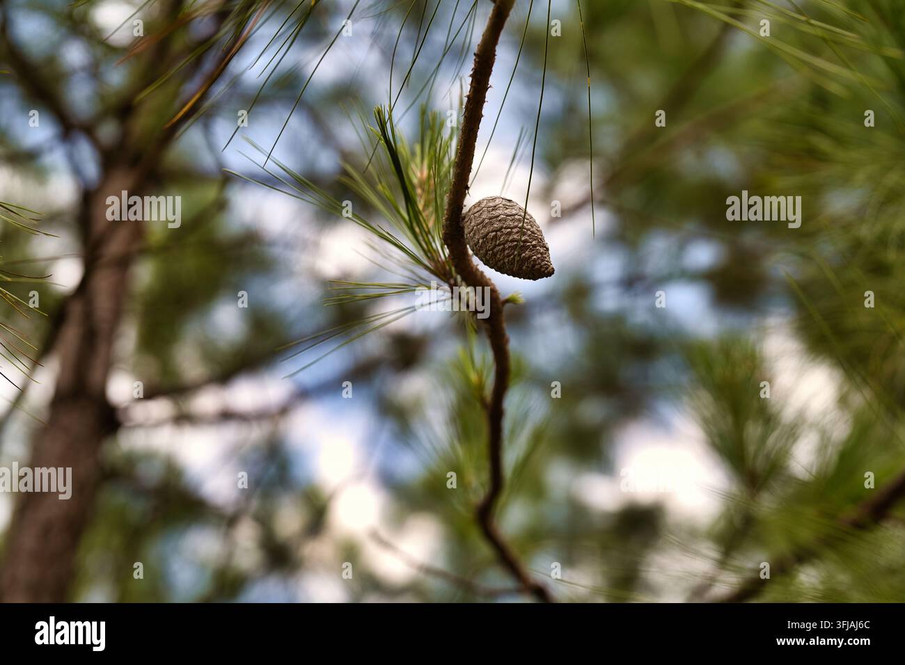 Prima piano di una pigna matura appesa a un ramo sottile tra aghi di pino verdi nella foresta Foto Stock
