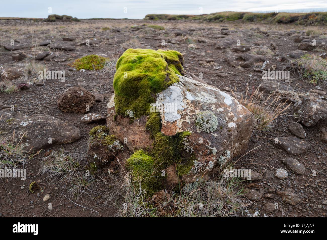 Muschio verde vibrante e licheni che crescono su un masso vulcanico in un paesaggio di tundra rocciosa e desolata in Islanda. Foto Stock
