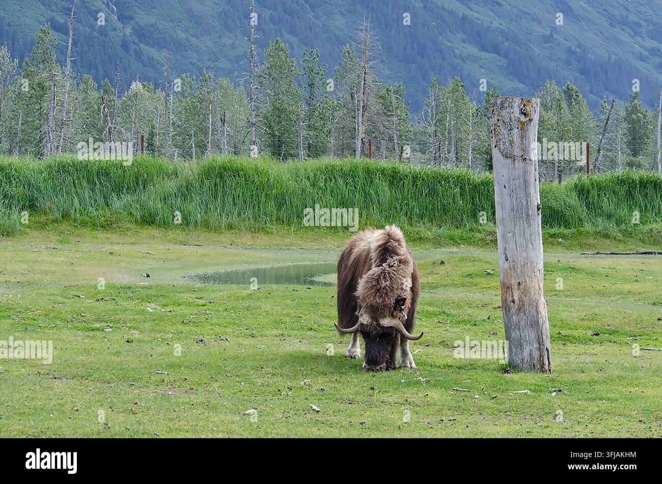 Un bue muschiato pascola alla frontiera dell'Alaska. Foto Stock
