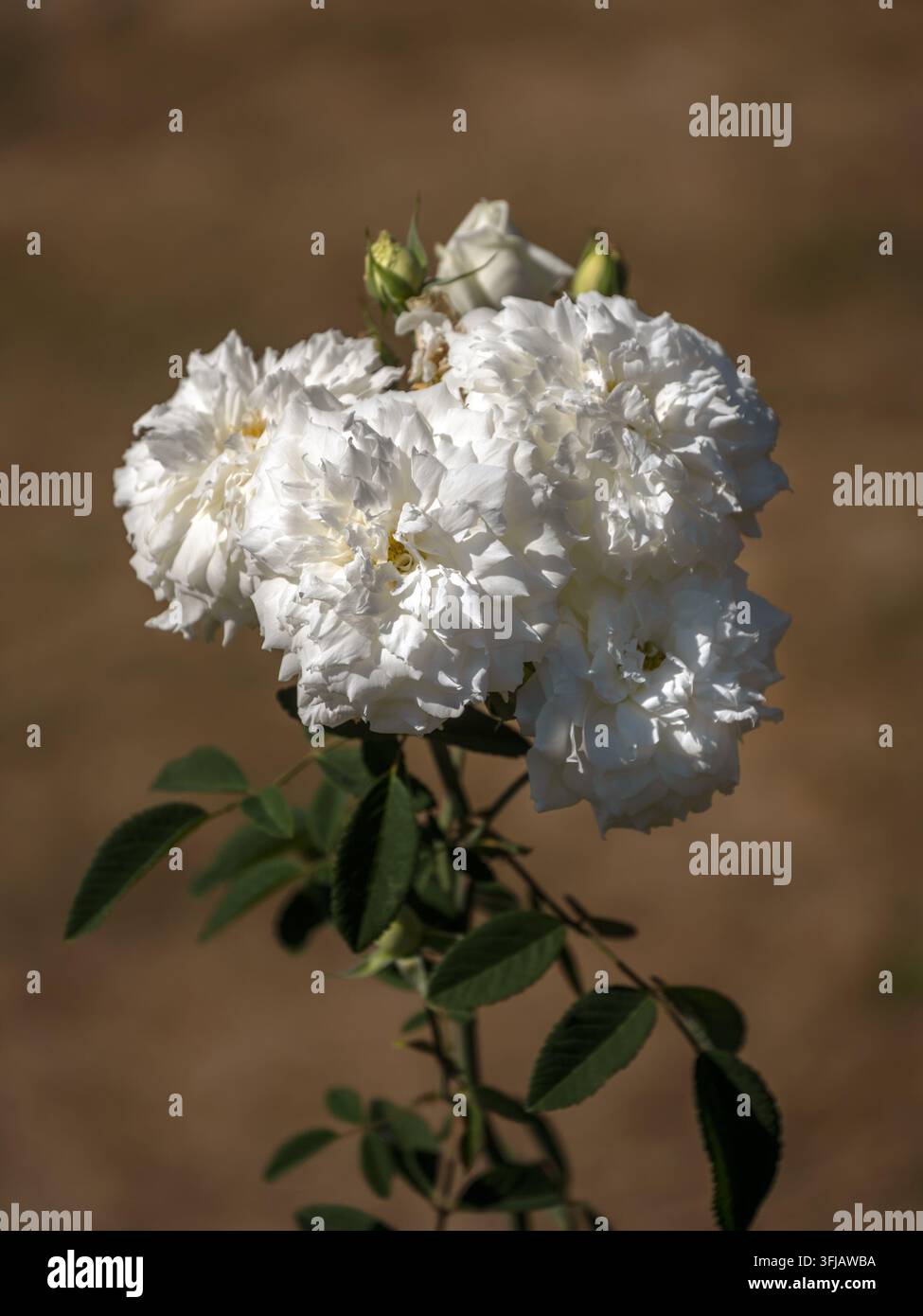 Prima vista dei fiori della Rosa (Rosa 'Susan Williams-Ellis') in un giardino alla fine dell'estate Foto Stock