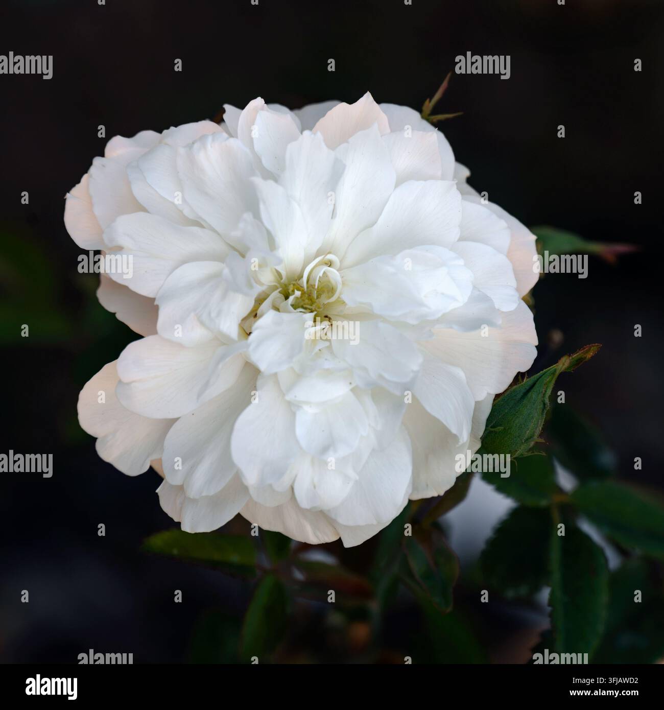 Prima piano di un singolo fiore di Rosa (Rosa 'Susan Williams-Ellis') in un giardino alla fine dell'estate Foto Stock