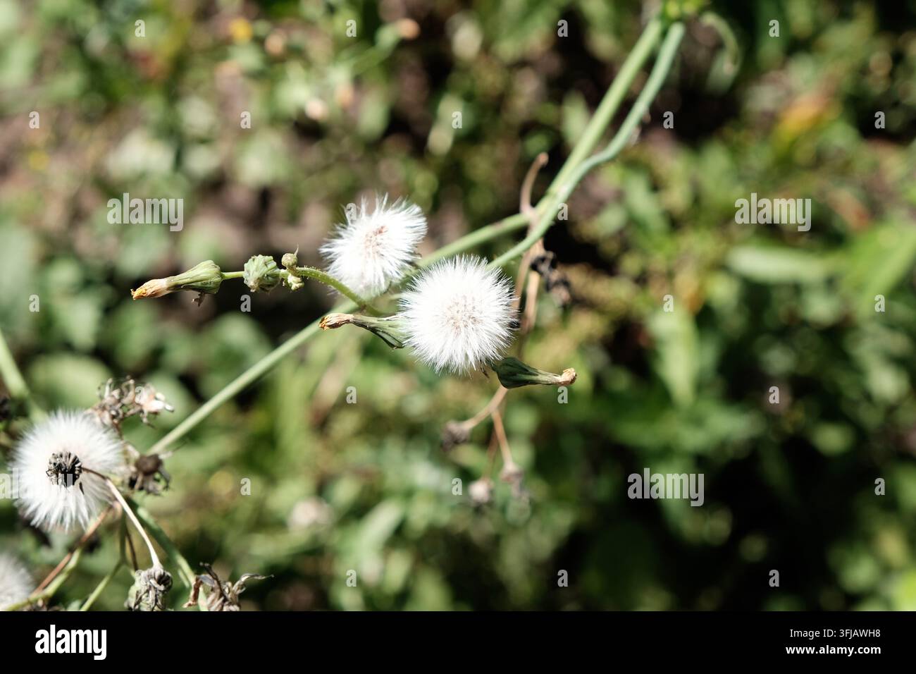 Capituli di semi bianchi e soffici su steli verdi. Sono visibili anche boccioli in sviluppo e resti di piante essiccate. Ambientazione naturale all'aperto con fogliame verde sfocato Foto Stock