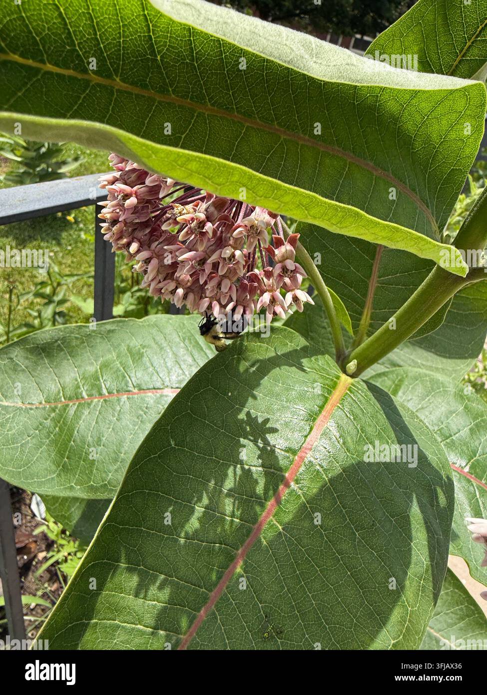 Un bombus che raccoglie polline dai fiori di Milkweed, in estate, a Galena, Illinois, USA, con un piccolo insetto sulla foglia anteriore - Immagine stock catturata con smartphone