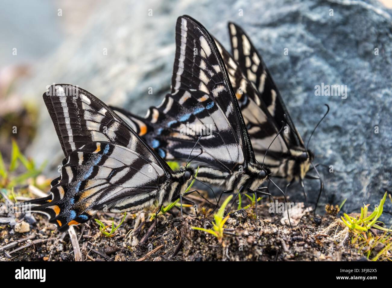 Bellissime farfalle a coda di rondine nere e bianche su terreno roccioso Foto Stock