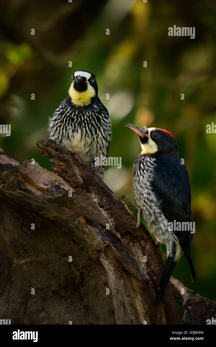 Coppia di picchi dalle ghiande Melanerpes formicivorus appollaiati insieme con occhi pallidi fissi, motivo bianco e nero, cresta rossa, foresta di montagna, Andi del Sud Foto Stock