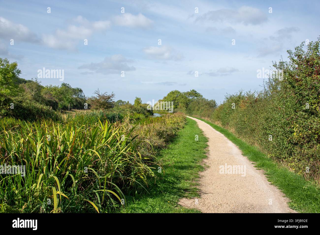 Un sentiero di ghiaia leggero si snoda attraverso una vegetazione fitta nella campagna inglese, delimitato da erba alta da un lato e cespugli e alberi dall'altro Foto Stock
