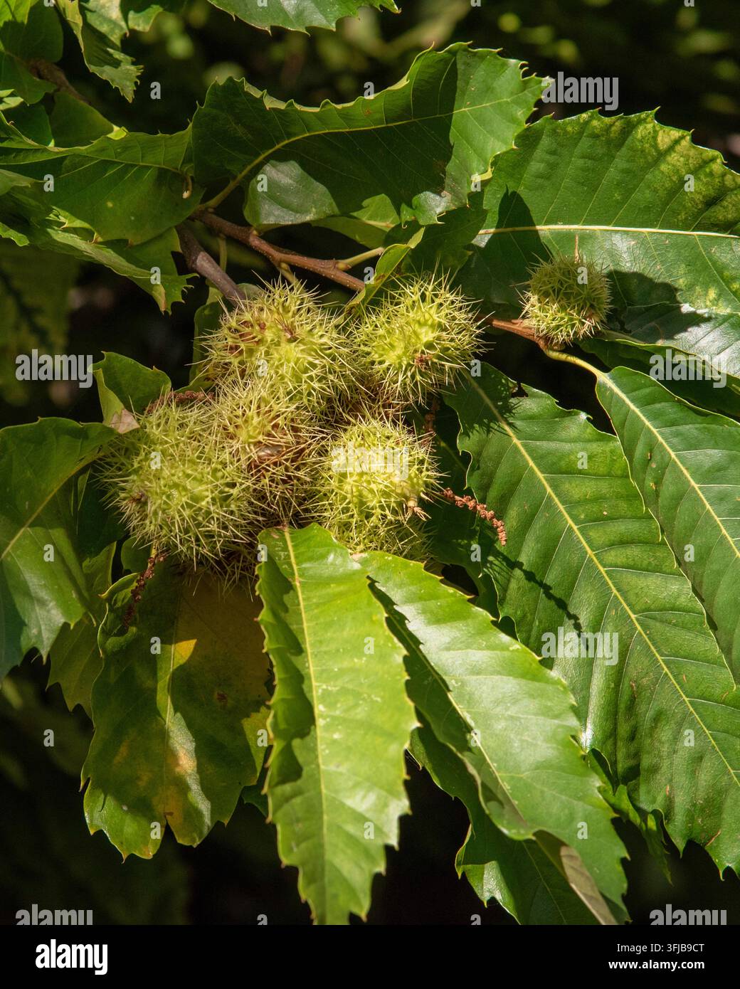 Guscioni di castagne verdi e spinosi su un ramo d'albero con foglie seghettate, alcuni si aprono per rivelare castagne marroni alla luce naturale all'aperto Foto Stock