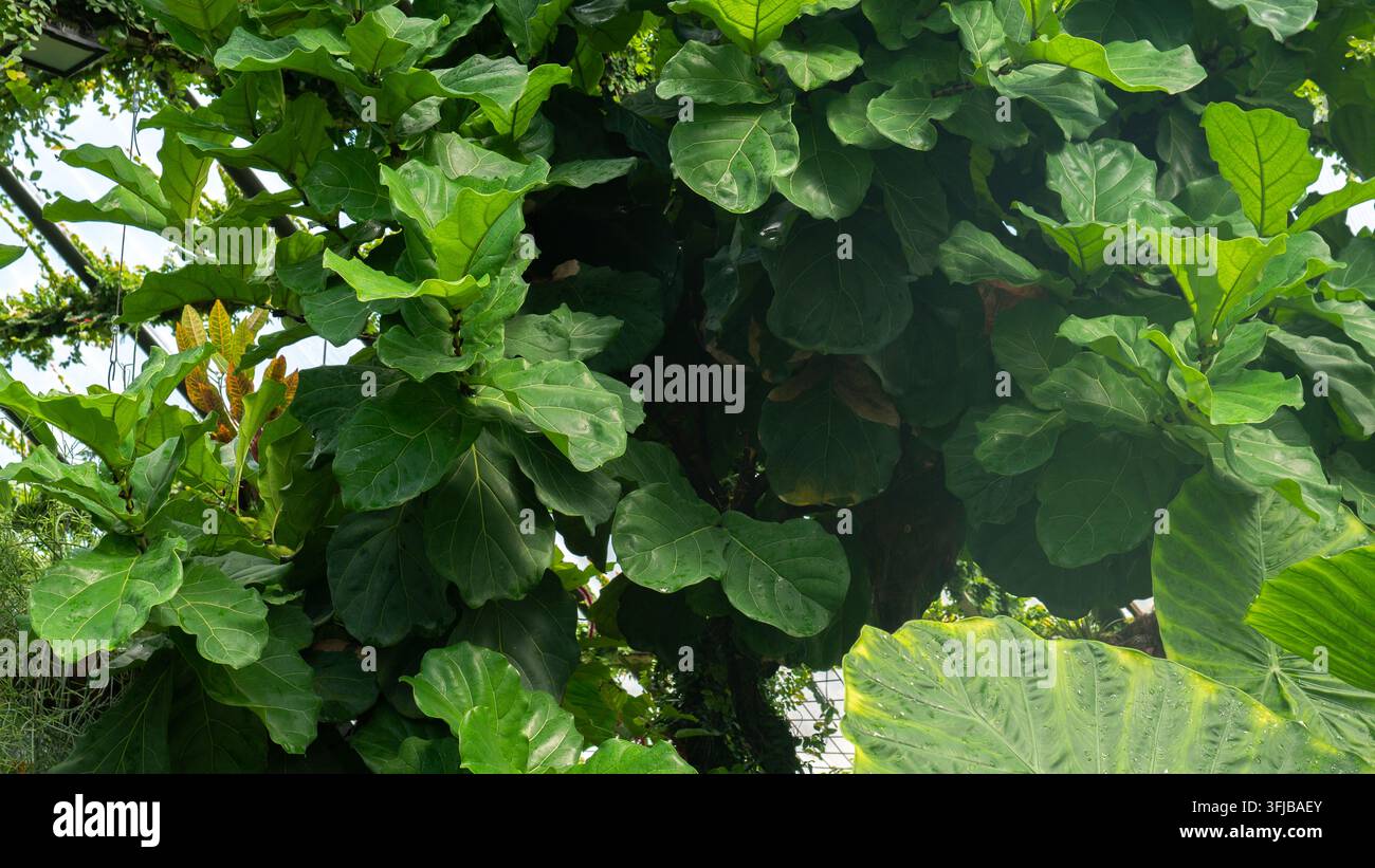 Chioma densa di Fiddle Leaf Fig Tree all'interno di una serra botanica, grandi foglie lucide di Ficus lyrata — Concetto di conservatorio giungla indoor Foto Stock