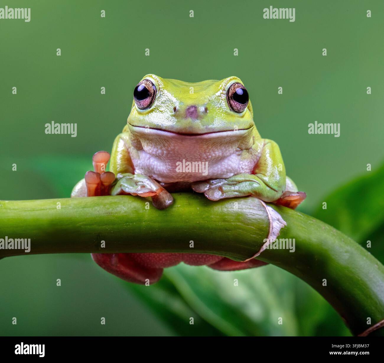 Rana arborea bianca appollaiata su un ramo di bambù verde in primo piano su uno sfondo verde morbido Foto Stock