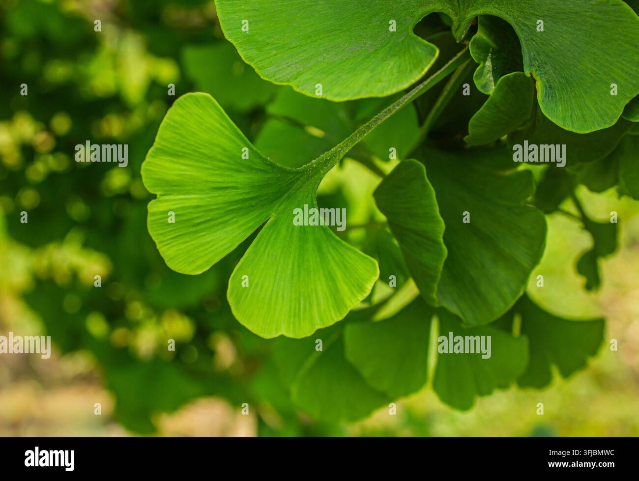 Fresche foglie verdi di Ginkgo Biloba illuminate dalla luce del sole, creando uno sfondo botanico naturale vibrante con un morbido bokeh, una texture organica e una pace Foto Stock