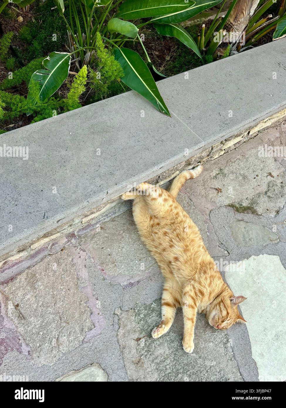 Gatto zenzero che si stende sul pavimento all'ombra - Immagine stock catturata con smartphone