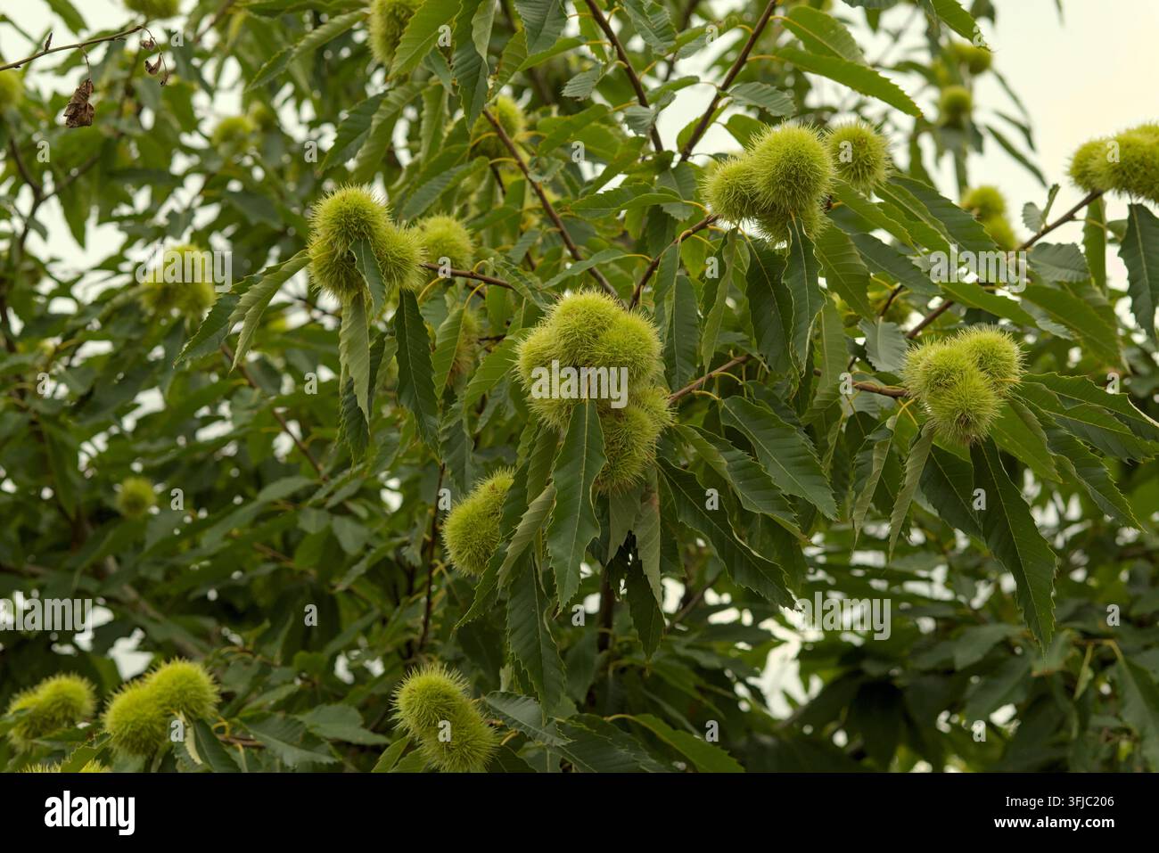 castagna dolce Foto Stock