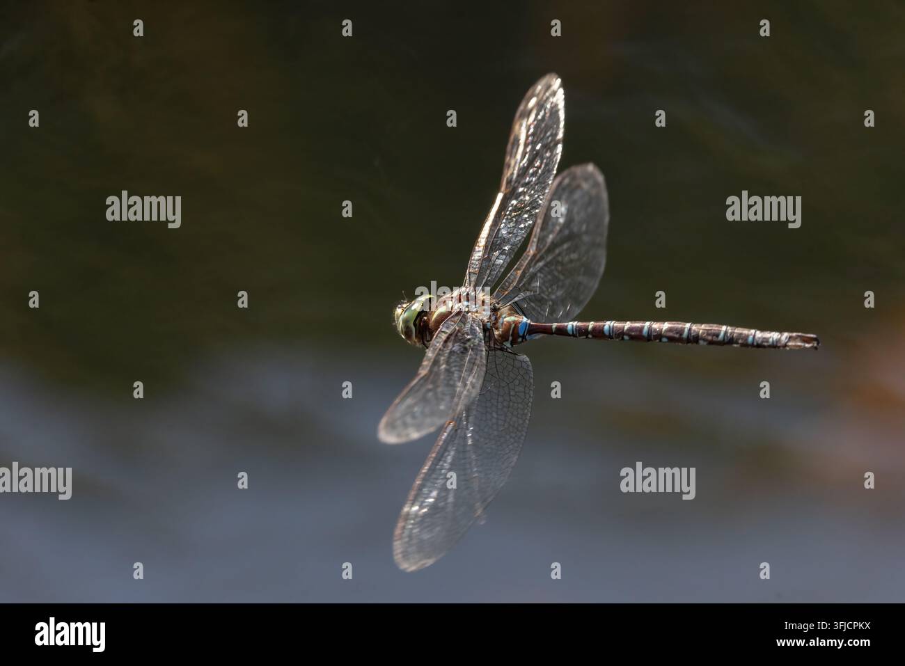 Libellula Shadow Darner che volteggia sull'acqua di uno stagno a Muskoka, Ontario Foto Stock