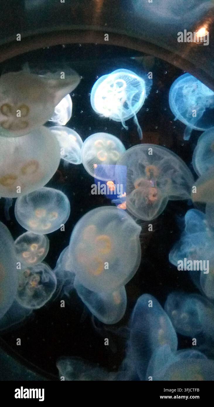 Una scena subacquea ipnotizzante che mostra uno sciame di meduse traslucide illuminate da una luce bioluminescente nell'oscurità. Le creature eteree d Foto Stock