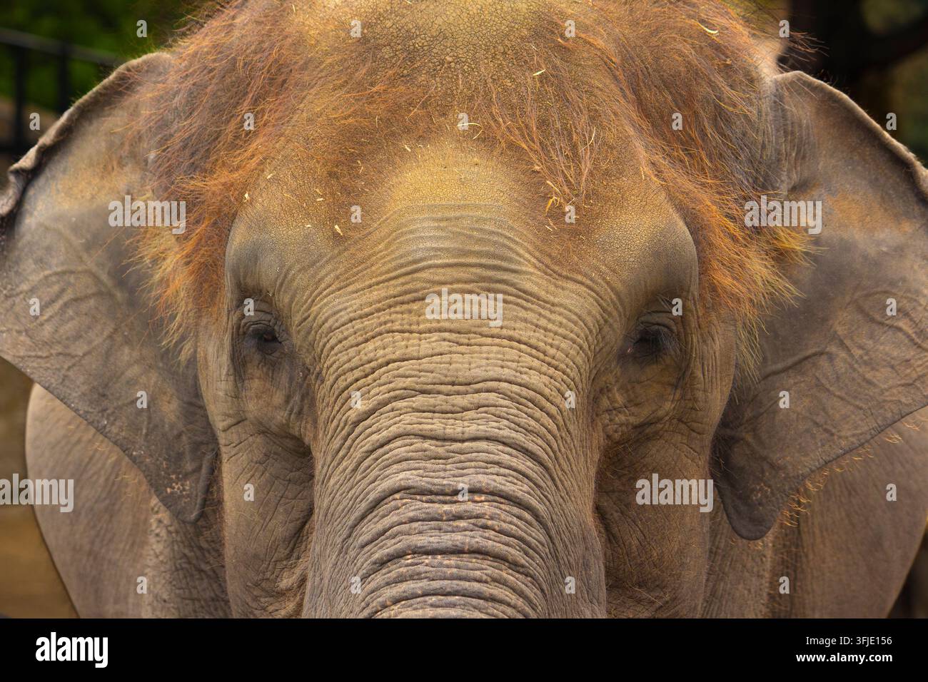 Ritratto frontale ravvicinato di un elefante asiatico con pelle rugosa, grandi orecchie e peli marroni sulla testa. Foto Stock