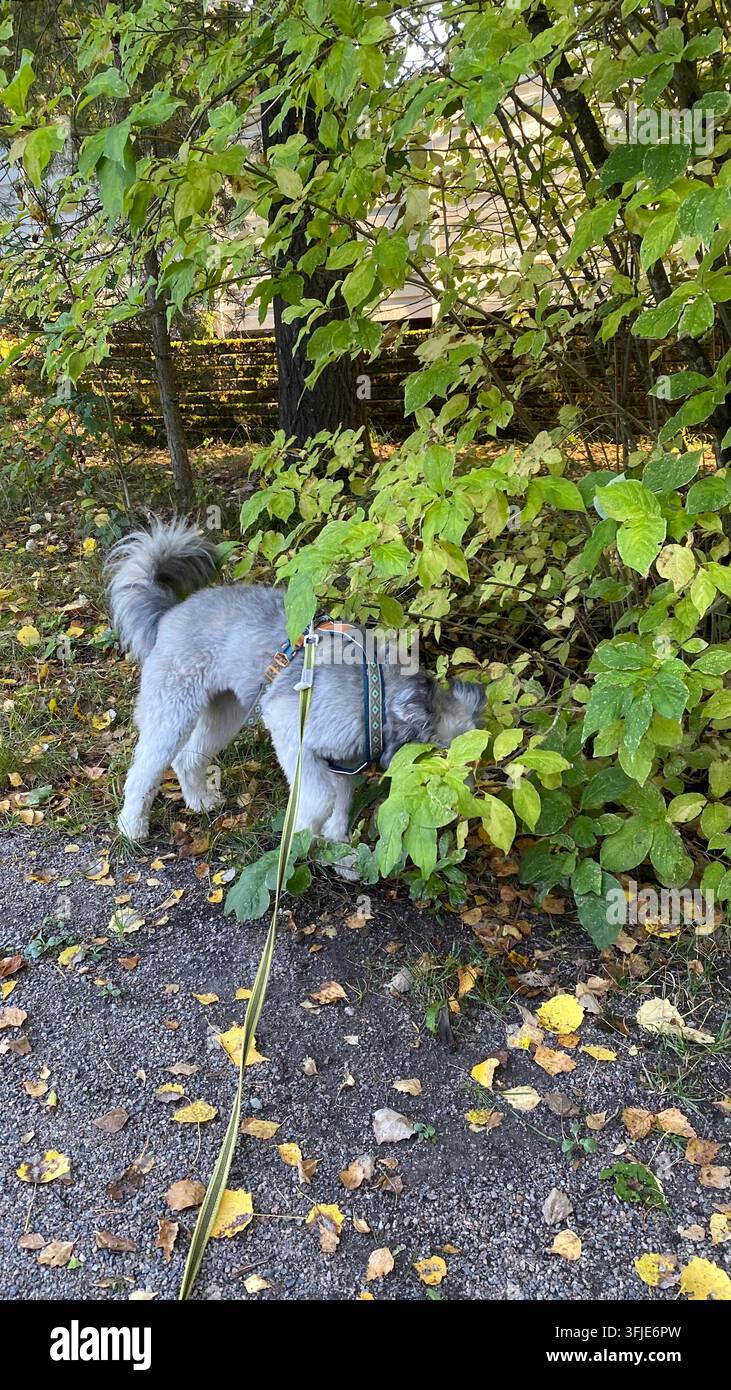Cane da compagnia che annusa i cespugli durante una passeggiata all’aperto con il guinzaglio in autunno Foto Stock