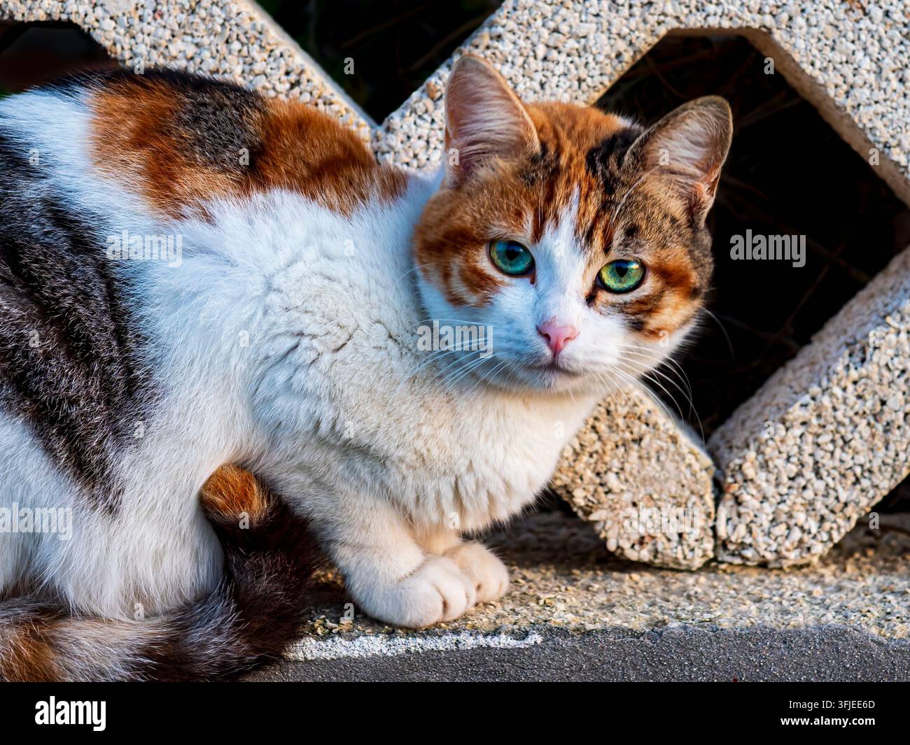 Gatto calico con occhi eterochromici blu e verdi che riposa all'aperto guardando in avanti Foto Stock