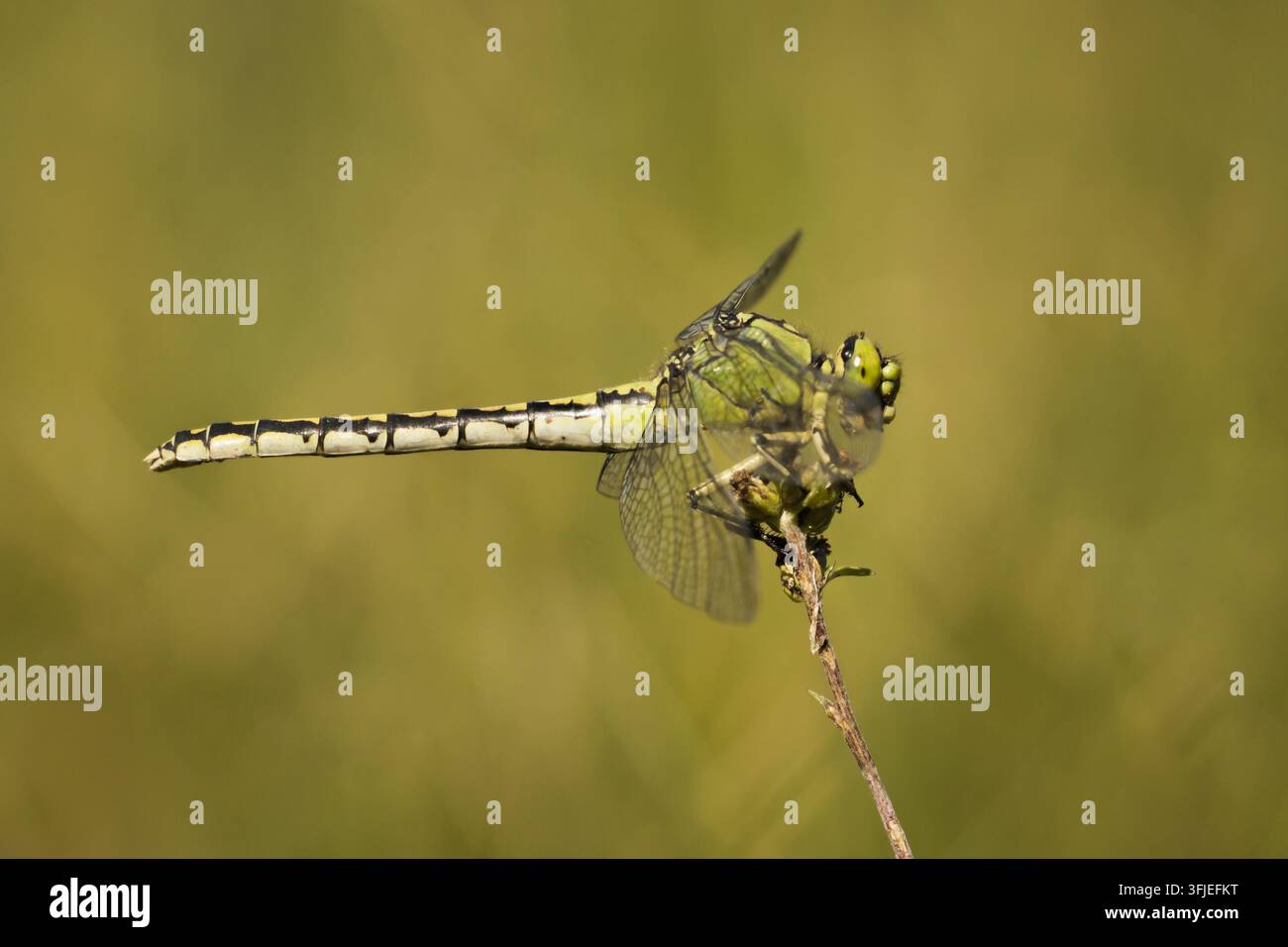 Ophiogomphus cecilia (libellula verde) che riposa su un esile ramoscello su uno sfondo sfocato. Foto Stock
