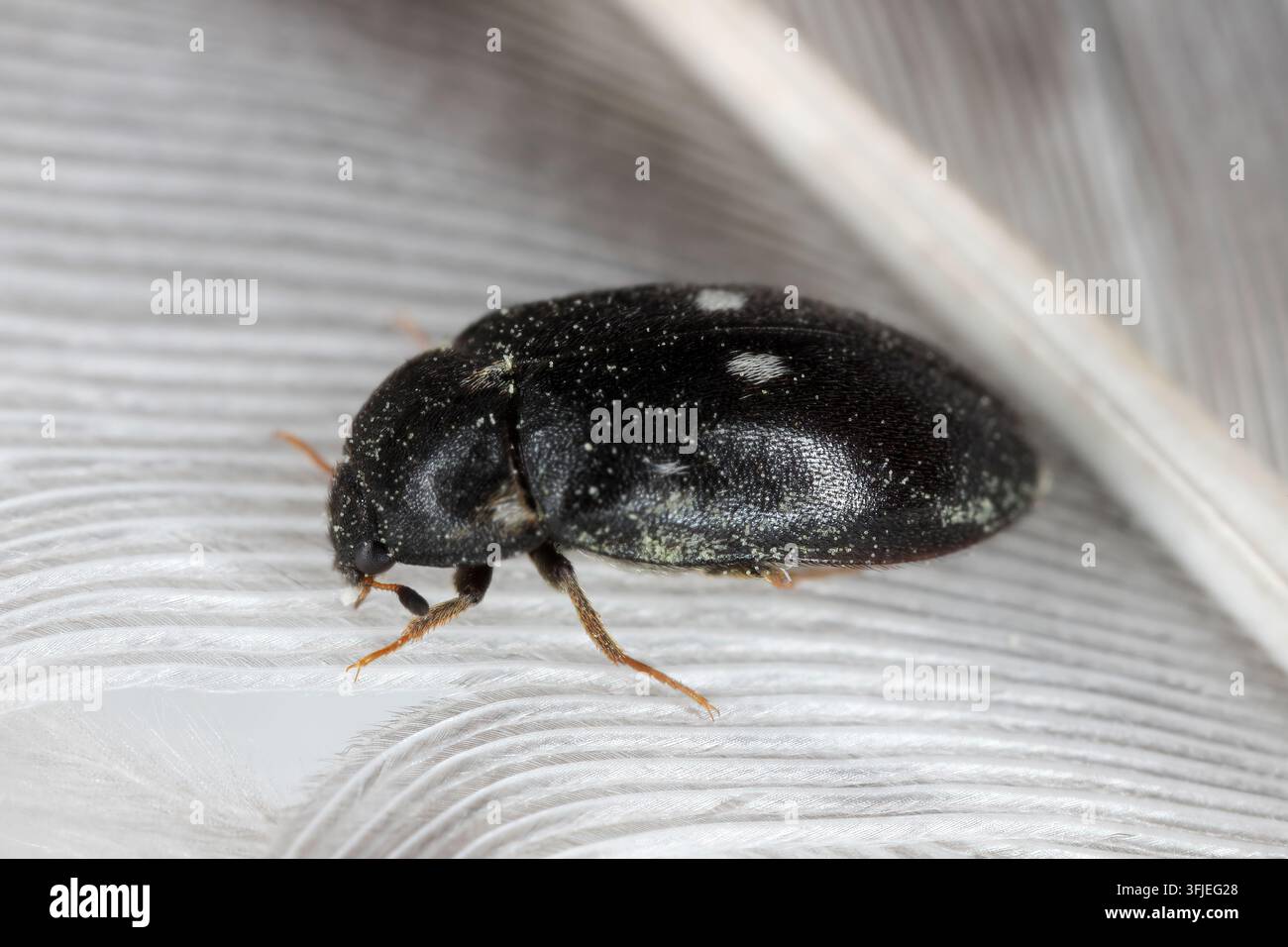 Scarabeo a due macchie (Attagenus pellio) Foto Stock