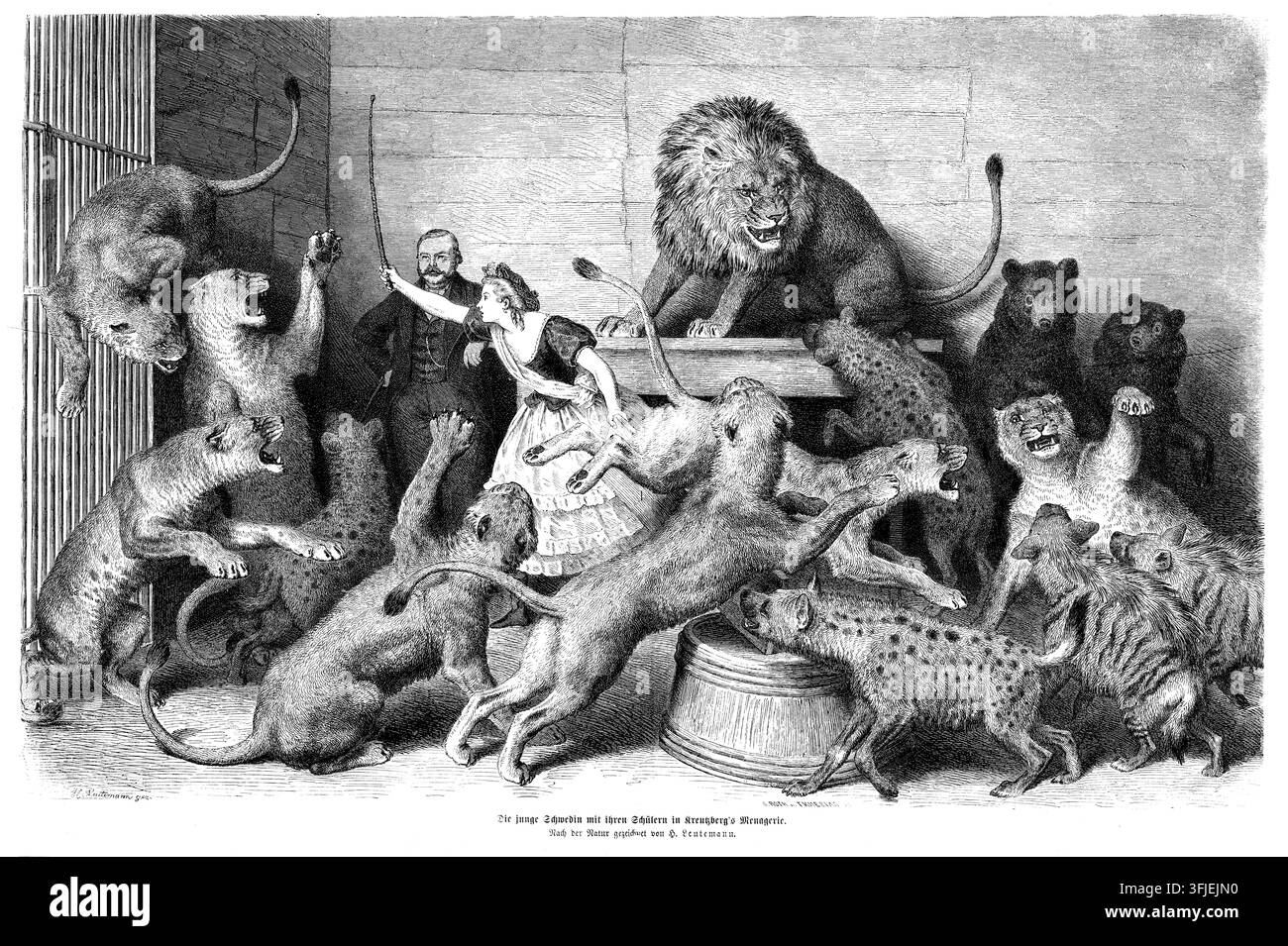 Incisione del XIX secolo tratta da un dipinto di Heinrich Leutemann che mostra l'esibitore tedesco Gottlieb Christian Kreutzberg all'interno di una gabbia affollata di leoni agitati, iene e altri animali selvatici. Vestito elegantemente con un gilet e una catena da orologio, Kreutzberg è in piedi accanto a una giovane svedese senza paura che brandisce una frusta. Una scena straordinaria della famosa menagerie itinerante Kreutzberg. Foto Stock