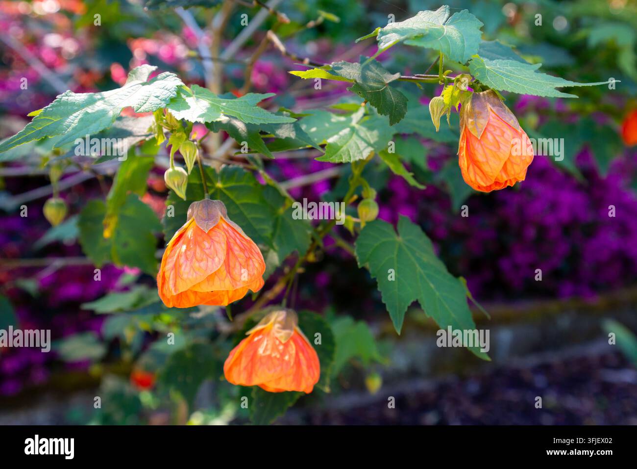 Pianta lanterna cinese (Abutilon x hybridum) che cresce a Sydney, Australia Foto Stock