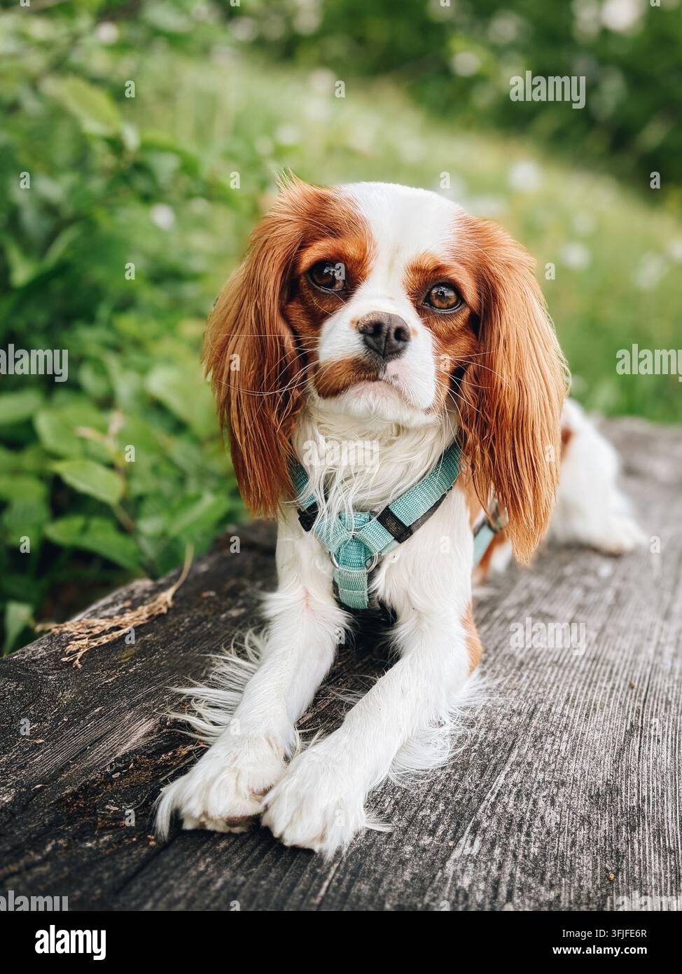 Cavalier King Charles Spaniel su sentiero escursionistico in montagna Foto Stock