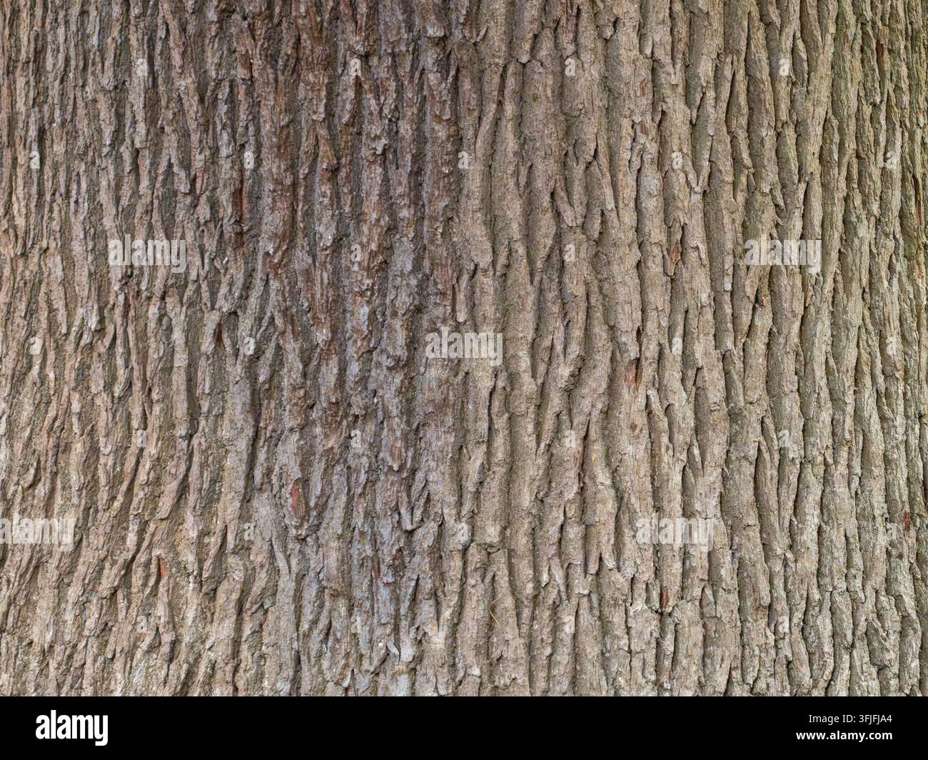 Trama della corteccia di quercia, dettaglio in primo piano, Richmond Park, Londra, Regno Unito. Foto Stock