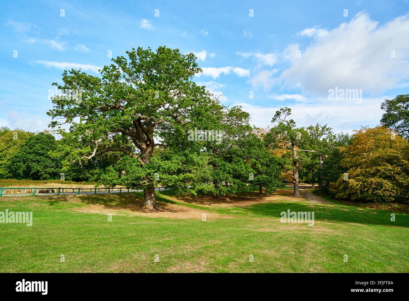 Trent Country Park, Grande Londra, Regno Unito, con alberi, a settembre Foto Stock