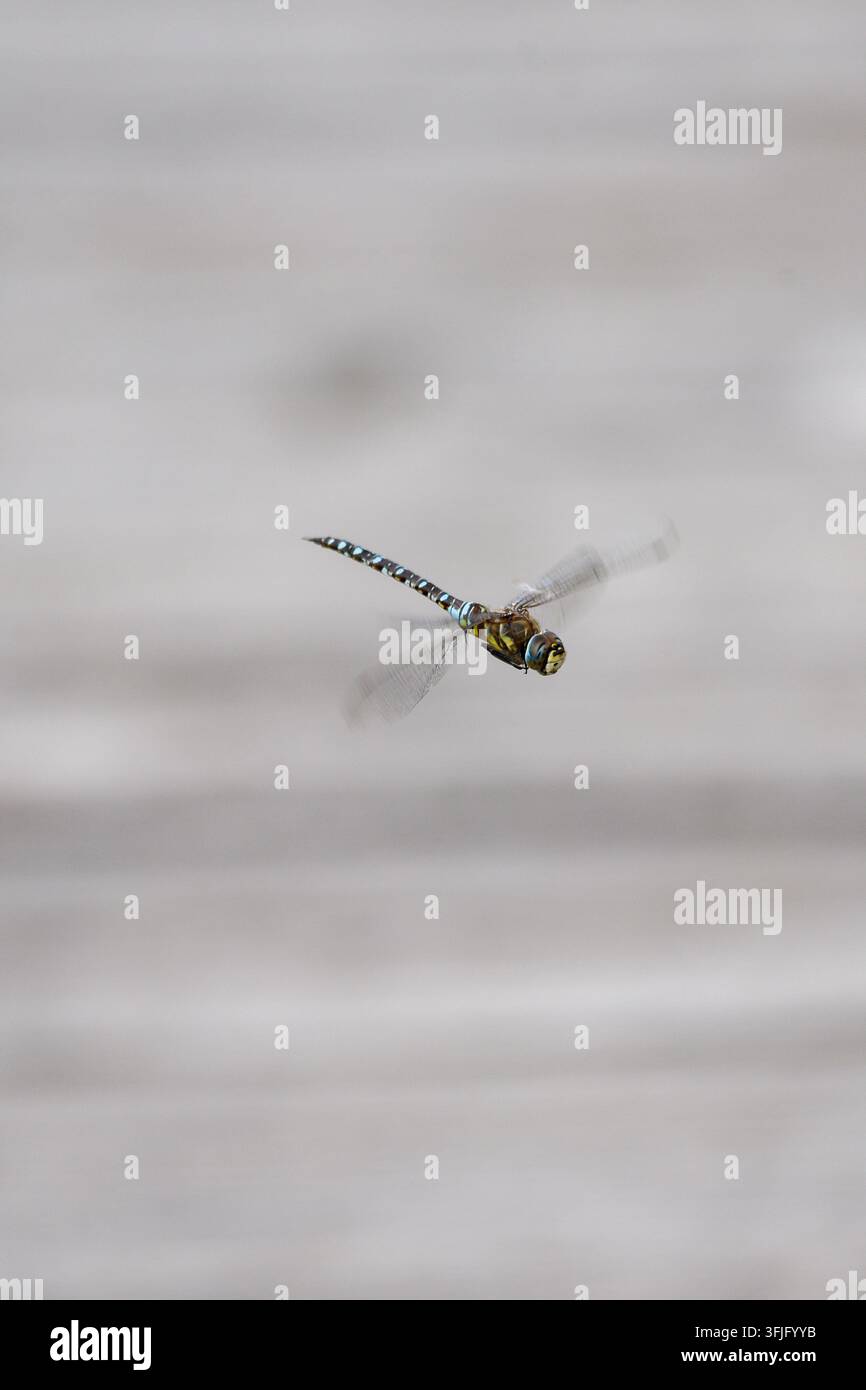 libellula Foto Stock