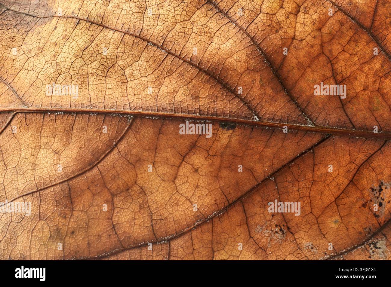 sfondo a trama di foglia secca marrone, vene e motivo organico naturale in primo piano macro, concetto di natura autunnale Foto Stock