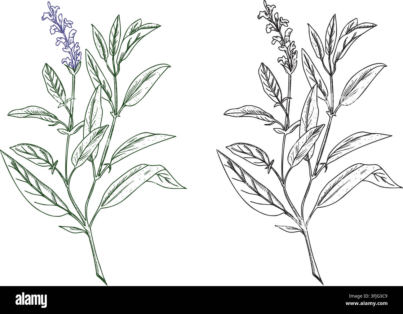 Set di arte lineare colorata e nera della pianta di salvia. Illustrazione botanica vettoriale isolata su uno sfondo. Schizzo disegnato a mano dell'erba medica Salvia. Per le erbe Illustrazione Vettoriale